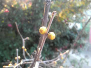 ~~1月の花:蝋梅のつぼみ~~
