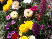 花盛り~