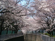 ~お花見気分♪~