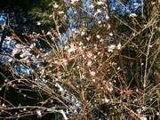 お正月の神社の寒桜