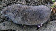 Die Wühlmaus