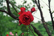 my mother's rose