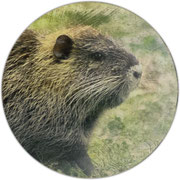 Nutria