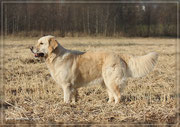 Lilly mit 3 1/2 Jahren im Nov. 2011