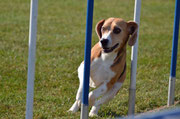 Beagle Mex A3