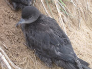 Short-tailed Shearwater
