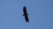 Seeadler bei Prerow