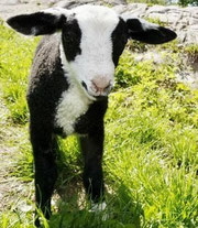 Mausi als Lamm  im Juli 2009 