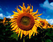 Fotos: © 2001-2002 Broderbund Properties LLC. Alle Rechte vorbehalten.