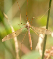 Tipula fulvipennis