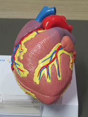 Herzmodell Novartis