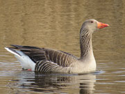 Graugans (Bild: NABU/Jost Einstein)