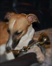 schwester von whippet billy the kid moskitos