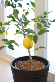 鉢植えした2年生のマイヤーレモンの木