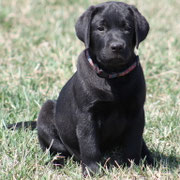 chiot femelle 2 mois