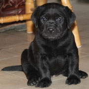 chiot femelle 4 semaines