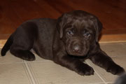chiot femelle 4 semaines