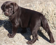 chiot femelle 7 semaines