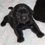 chiot femelle 19 jours