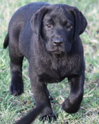 chiot femelle 2 mois ½