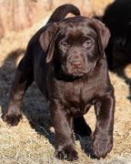 chiot femelle 7 semaines