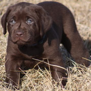 chiot mâle 5 semaines