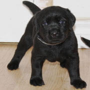 chiot femelle 27 jours