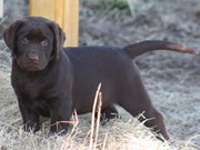 chiot femelle 7 semaines