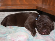 chiot mâle 11 jours