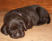 chiot femelle 27 jours
