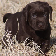 chiot femelle 5 semaines