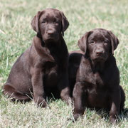 chiot femelle 2 mois