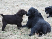 chiot femelle 2 mois avec sa mère