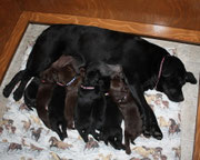 chiots 18 jours