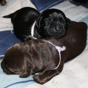 chiots femelles 3 jour