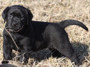 chiot femelle 5 semaines