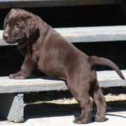 chiot femelle 7 semaines