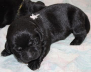 chiot femelle 6 jours