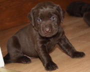 chiot femelle 27 jours