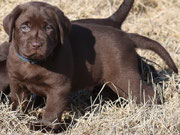 chiot mâle 5 semaines