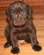 chiot mâle 4 semaines