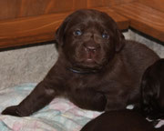 chiot mâle 19 jours