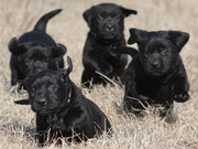 chiots femelles 5 semaines