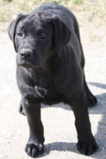 chiot femelle 3 mois
