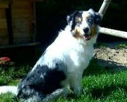 blue merle
