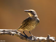 ETOURNEAU (Sturnus vulgaris)