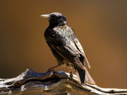 ETOURNEAU (Sturnus vulgaris)
