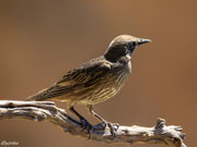ETOURNEAU (Sturnus vulgaris)