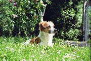 Apollo (Pascha) von der krausen Eiche