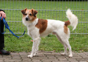 Anton (Gismo) von der krausen Eiche